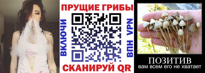 Купить закладки  Махачкала  Псилоцибиновые грибы прущие грибы 